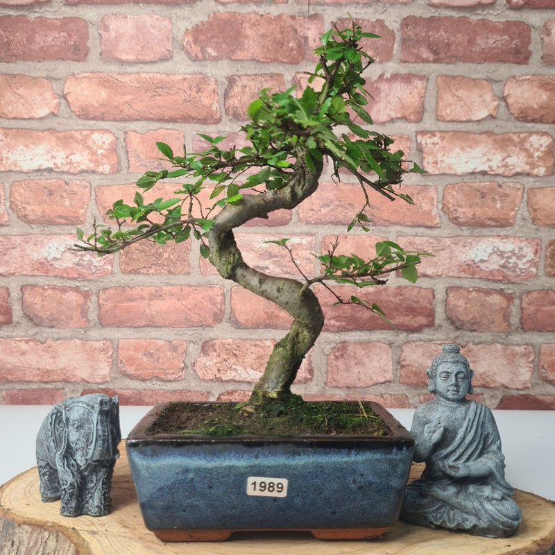 Chinese Elm (Ulmus Parvifolia) Bonsai Tree | Shaped | In 15cm Pot - Yorkshire Bonsai