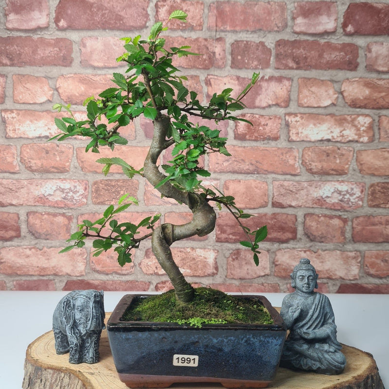 Chinese Elm (Ulmus Parvifolia) Bonsai Tree | Shaped | In 15cm Pot - Yorkshire Bonsai