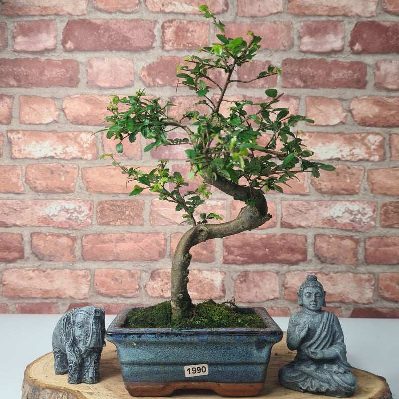 Chinese Elm (Ulmus Parvifolia) Bonsai Tree | Shaped | In 15cm Pot - Yorkshire Bonsai