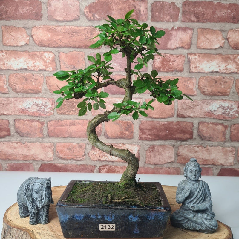 Chinese Elm (Ulmus Parvifolia) Bonsai Tree | Shaped | In 15cm Pot - Yorkshire Bonsai