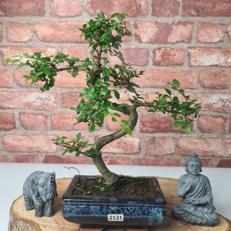 Chinese Elm (Ulmus Parvifolia) Bonsai Tree | Shaped | In 15cm Pot - Yorkshire Bonsai