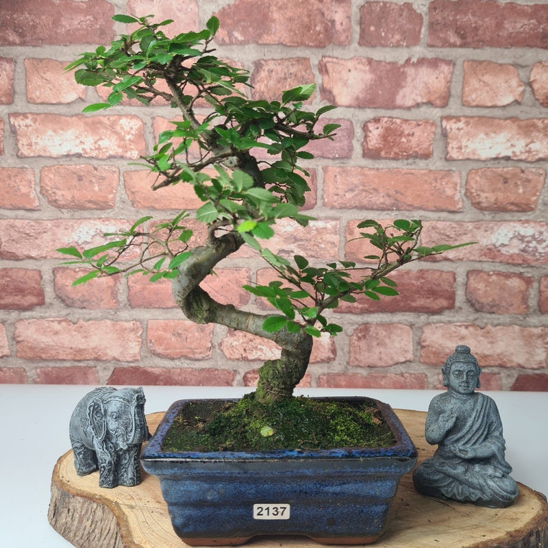 Chinese Elm (Ulmus Parvifolia) Bonsai Tree | Shaped | In 15cm Pot - Yorkshire Bonsai