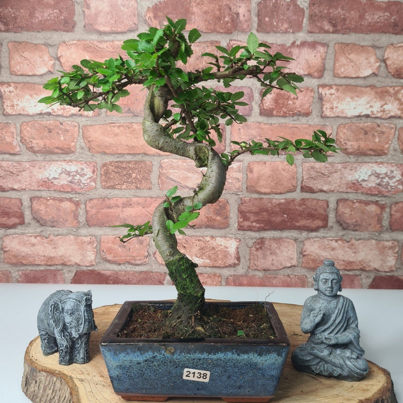 Chinese Elm (Ulmus Parvifolia) Bonsai Tree | Shaped | In 15cm Pot - Yorkshire Bonsai