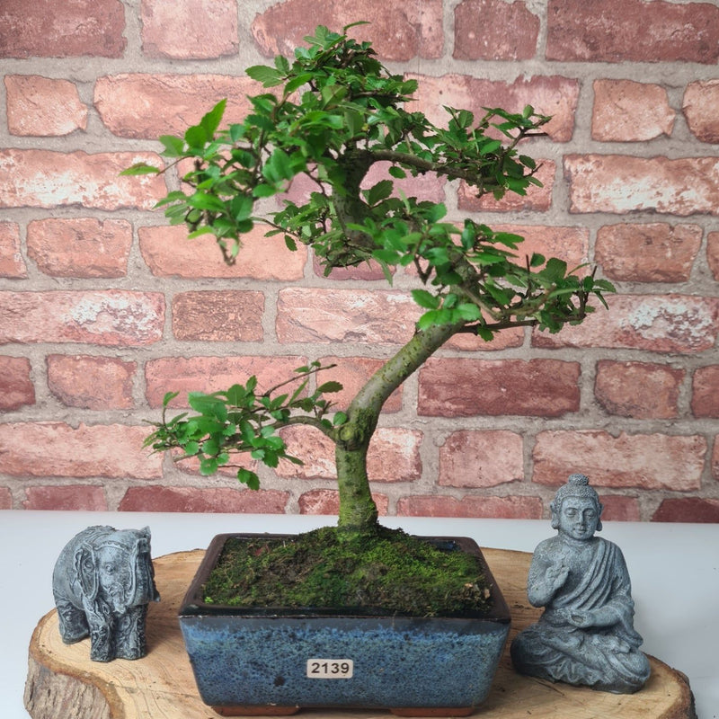 Chinese Elm (Ulmus Parvifolia) Bonsai Tree | Shaped | In 15cm Pot - Yorkshire Bonsai