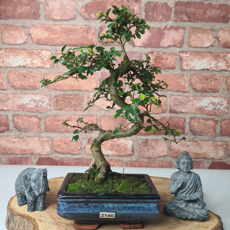 Chinese Elm (Ulmus Parvifolia) Bonsai Tree | Shaped | In 15cm Pot - Yorkshire Bonsai