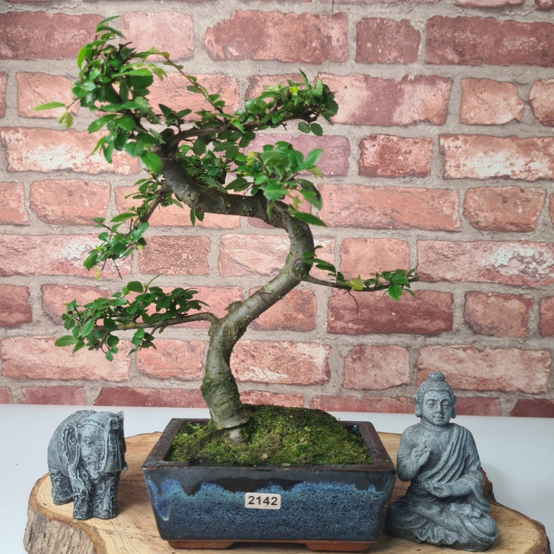 Chinese Elm (Ulmus Parvifolia) Bonsai Tree | Shaped | In 15cm Pot - Yorkshire Bonsai