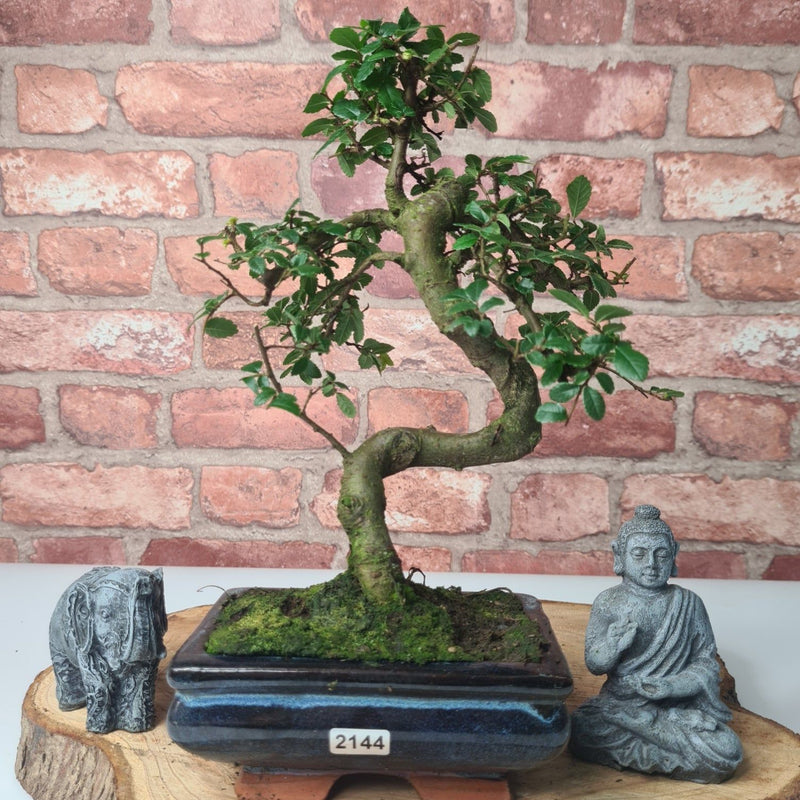 Chinese Elm (Ulmus Parvifolia) Bonsai Tree | Shaped | In 15cm Pot - Yorkshire Bonsai