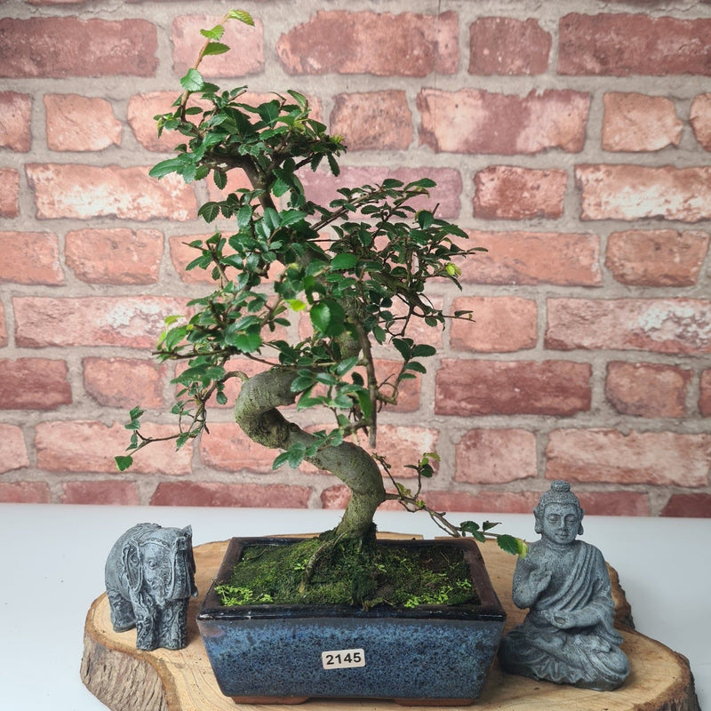 Chinese Elm (Ulmus Parvifolia) Bonsai Tree | Shaped | In 15cm Pot - Yorkshire Bonsai