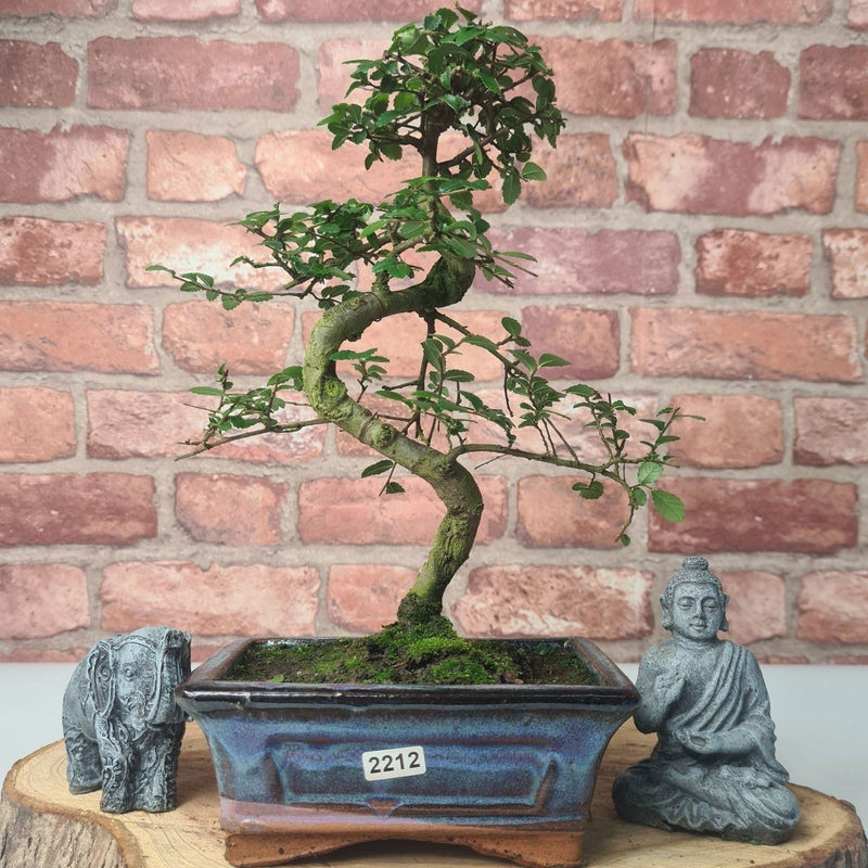 Chinese Elm (Ulmus Parvifolia) Bonsai Tree | Shaped | In 15cm Pot - Yorkshire Bonsai