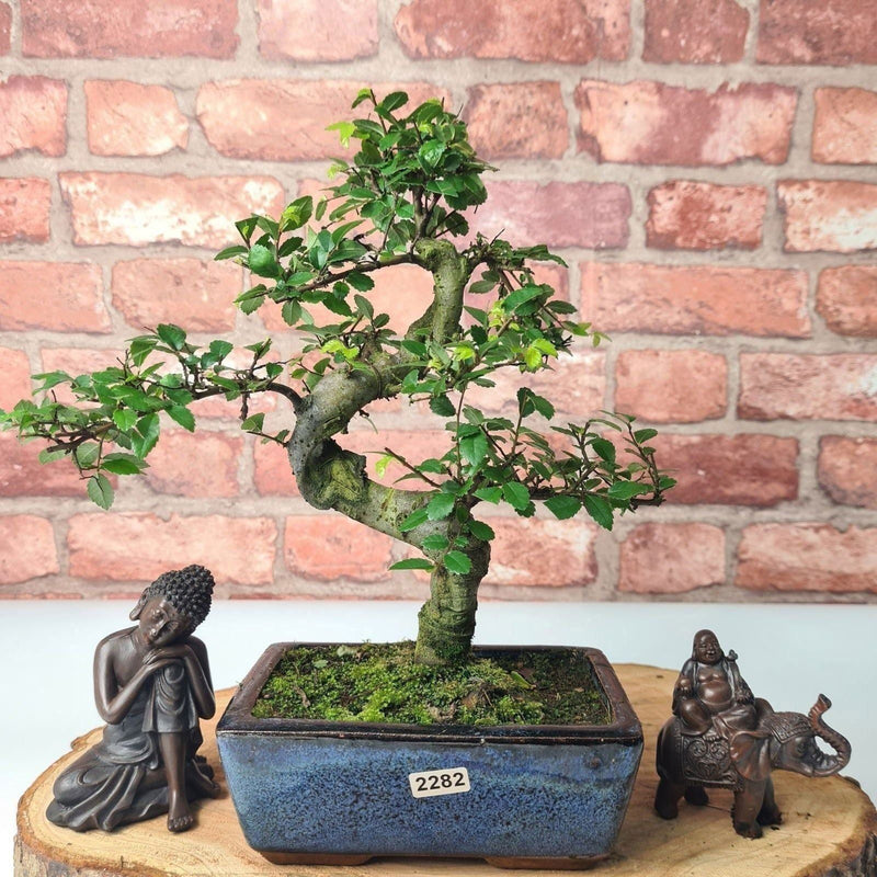 Chinese Elm (Ulmus Parvifolia) Bonsai Tree | Shaped | In 15cm Pot - Yorkshire Bonsai