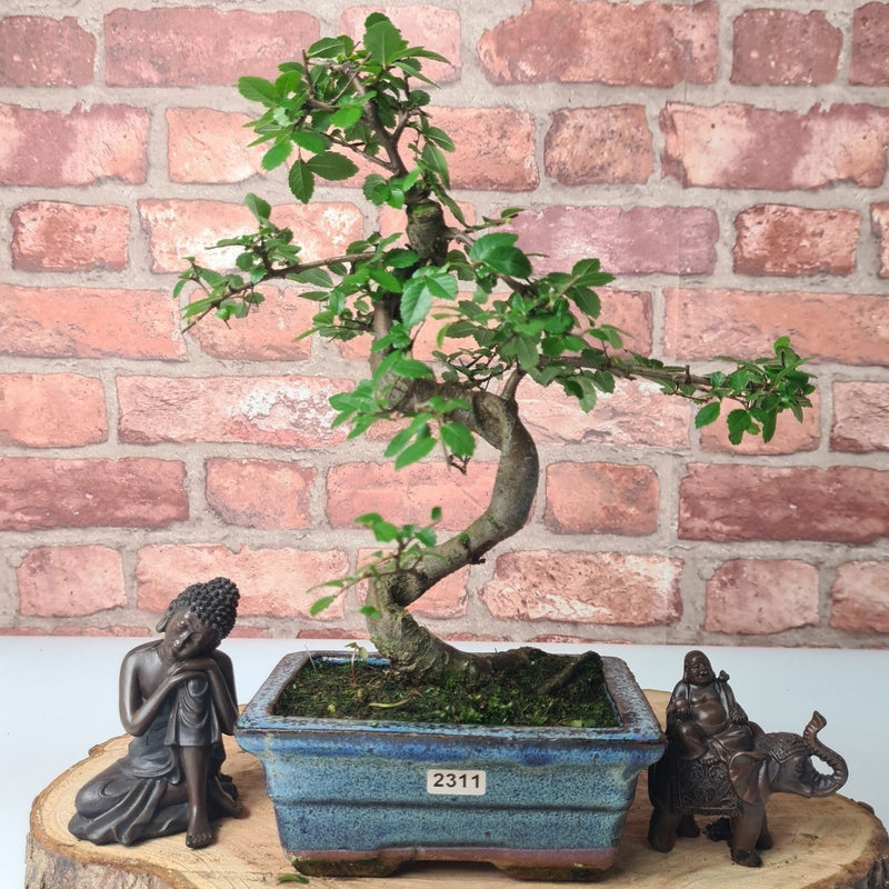 Chinese Elm (Ulmus Parvifolia) Bonsai Tree | Shaped | In 15cm Pot - Yorkshire Bonsai