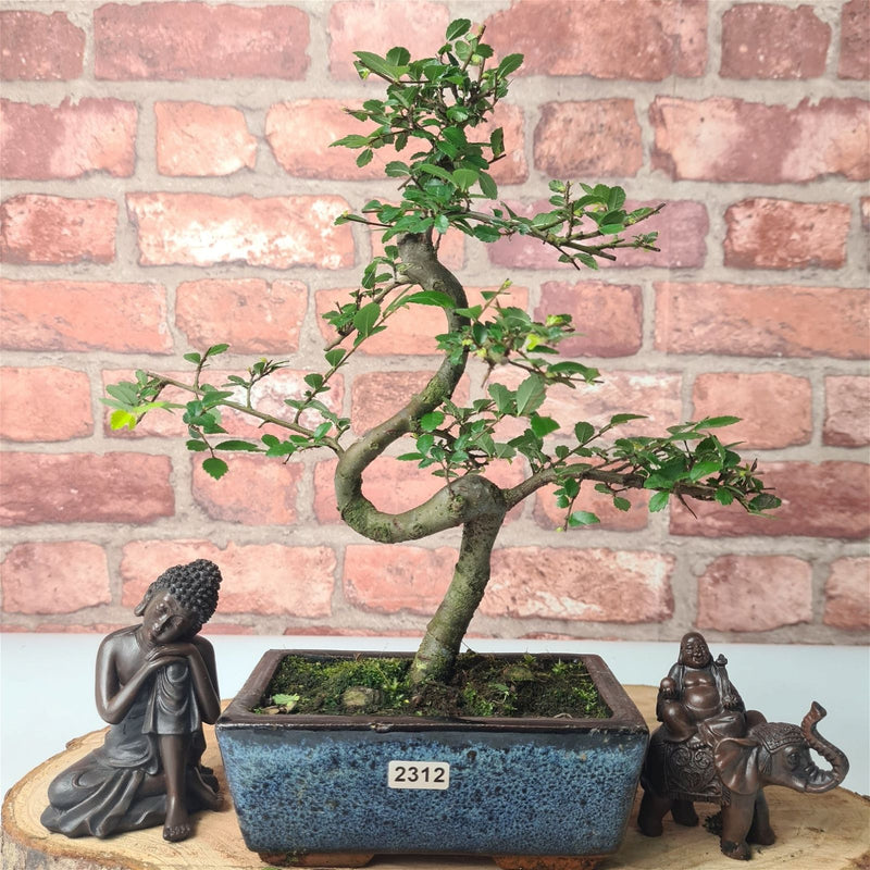 Chinese Elm (Ulmus Parvifolia) Bonsai Tree | Shaped | In 15cm Pot - Yorkshire Bonsai