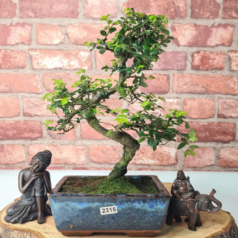 Chinese Elm (Ulmus Parvifolia) Bonsai Tree | Shaped | In 15cm Pot - Yorkshire Bonsai