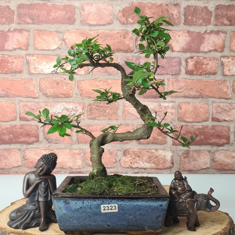 Chinese Elm (Ulmus Parvifolia) Bonsai Tree | Shaped | In 15cm Pot - Yorkshire Bonsai