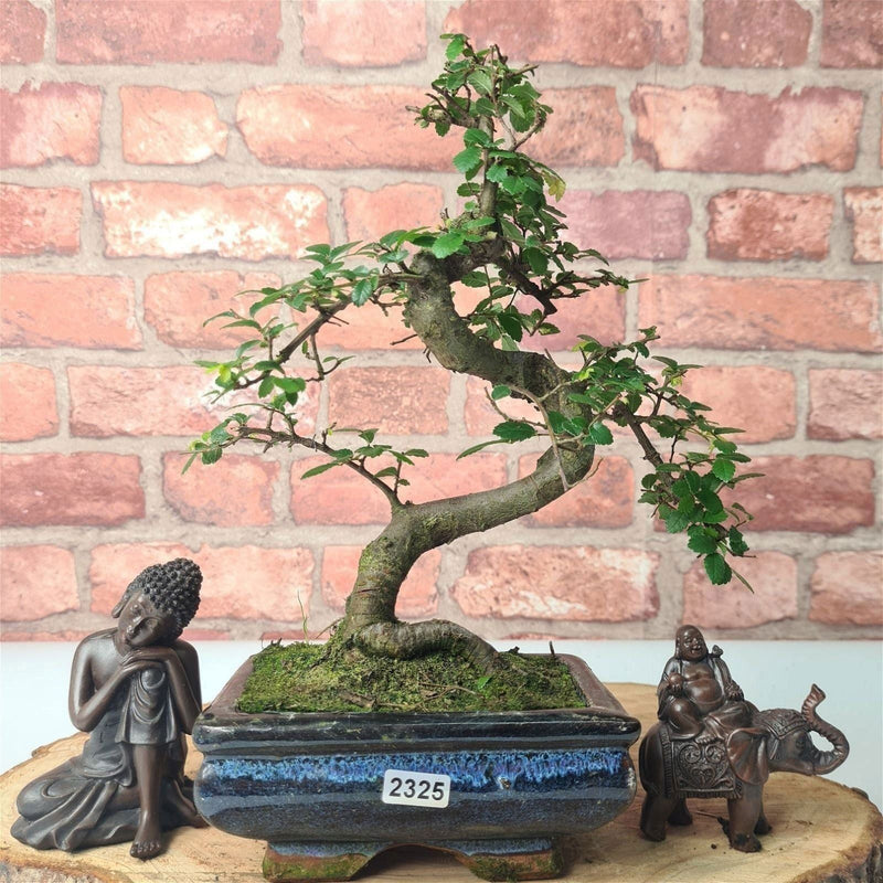 Chinese Elm (Ulmus Parvifolia) Bonsai Tree | Shaped | In 15cm Pot - Yorkshire Bonsai