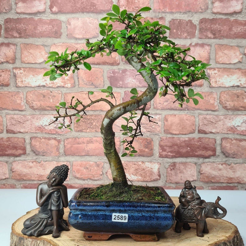 Chinese Elm (Ulmus Parvifolia) Bonsai Tree | Shaped | In 15cm Pot - Yorkshire Bonsai