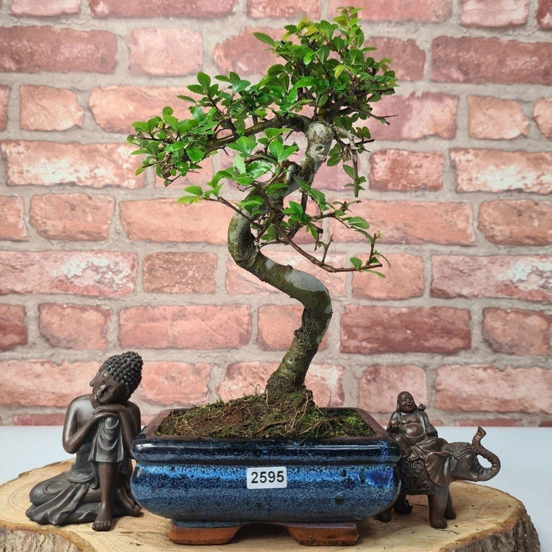 Chinese Elm (Ulmus Parvifolia) Bonsai Tree | Shaped | In 15cm Pot - Yorkshire Bonsai