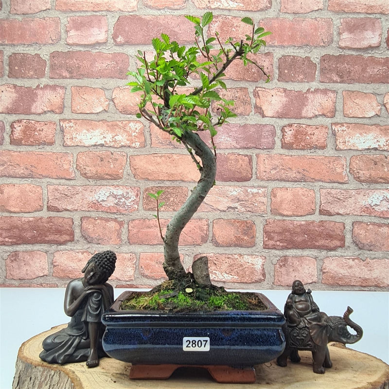 Chinese Elm (Ulmus Parvifolia) Bonsai Tree | Shaped | In 15cm Pot - Yorkshire Bonsai