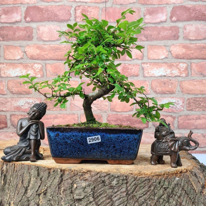 Chinese Elm (Ulmus Parvifolia) Bonsai Tree | Shaped | In 15cm Pot - Yorkshire Bonsai