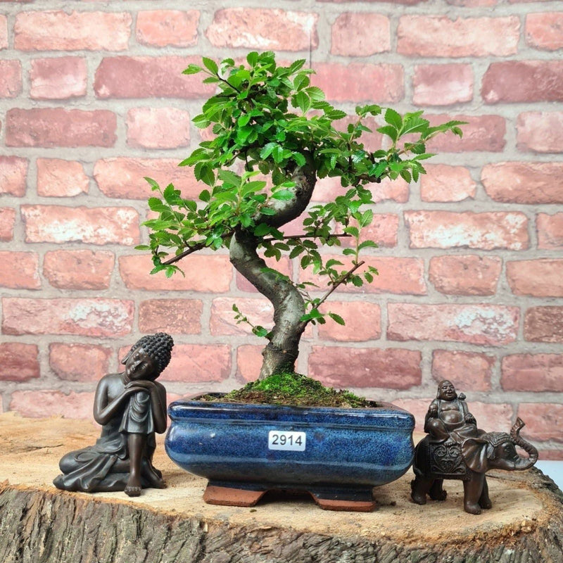 Chinese Elm (Ulmus Parvifolia) Bonsai Tree | Shaped | In 15cm Pot - Yorkshire Bonsai