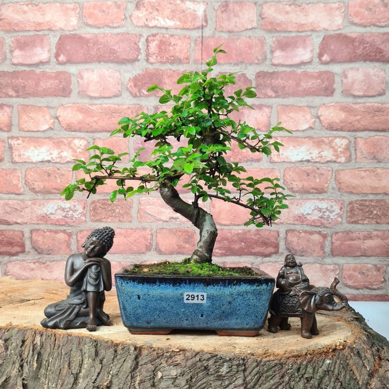 Chinese Elm (Ulmus Parvifolia) Bonsai Tree | Shaped | In 15cm Pot - Yorkshire Bonsai