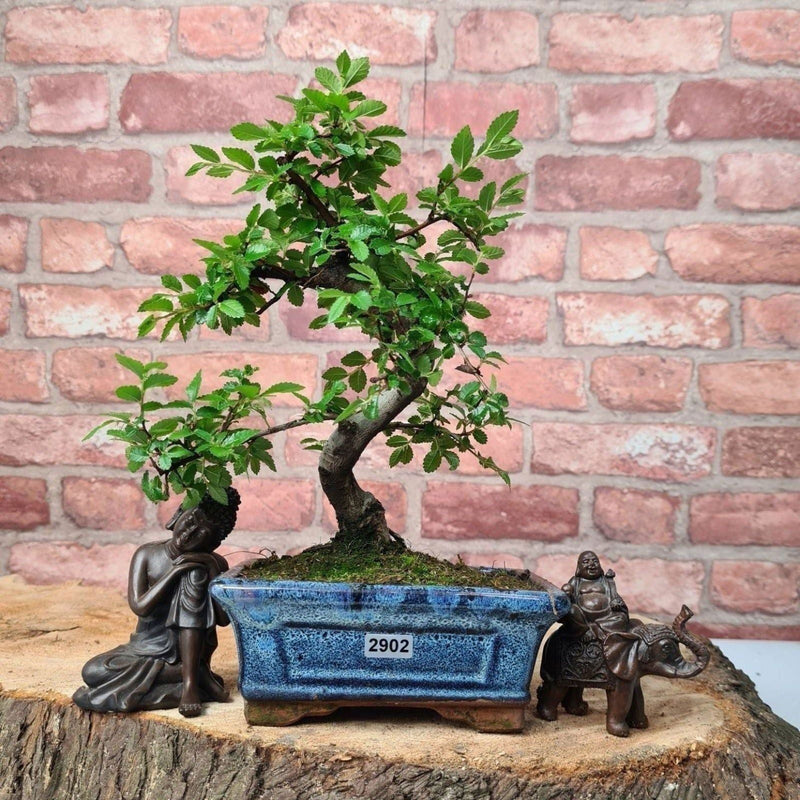 Chinese Elm (Ulmus Parvifolia) Bonsai Tree | Shaped | In 15cm Pot - Yorkshire Bonsai