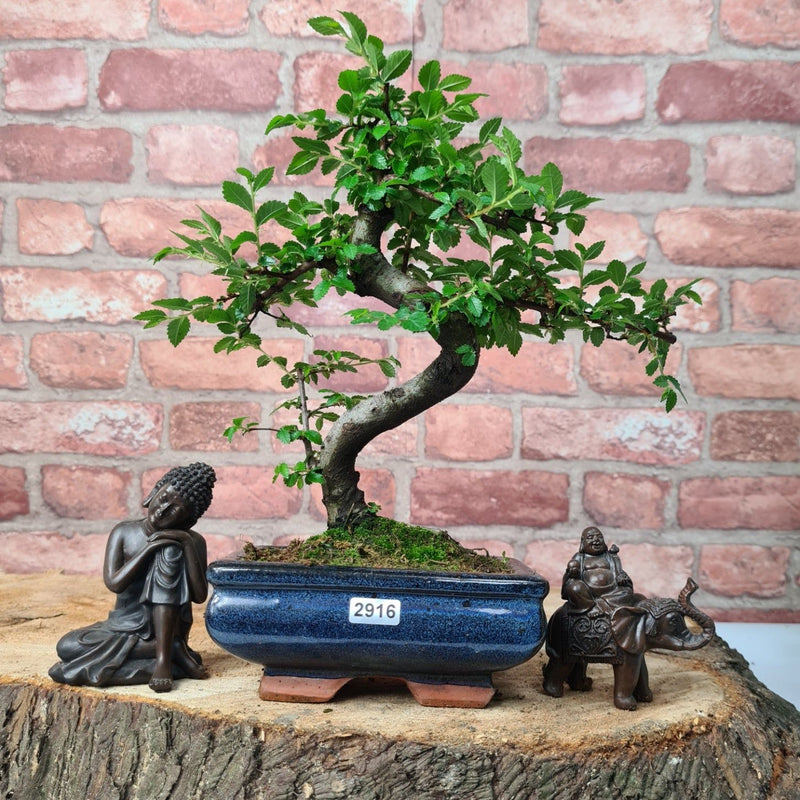 Chinese Elm (Ulmus Parvifolia) Bonsai Tree | Shaped | In 15cm Pot - Yorkshire Bonsai