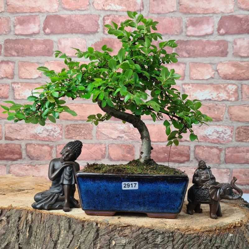 Chinese Elm (Ulmus Parvifolia) Bonsai Tree | Shaped | In 15cm Pot - Yorkshire Bonsai