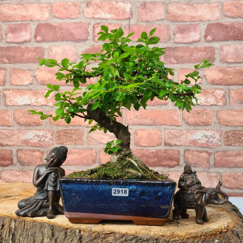 Chinese Elm (Ulmus Parvifolia) Bonsai Tree | Shaped | In 15cm Pot - Yorkshire Bonsai