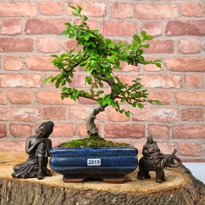 Chinese Elm (Ulmus Parvifolia) Bonsai Tree | Shaped | In 15cm Pot - Yorkshire Bonsai