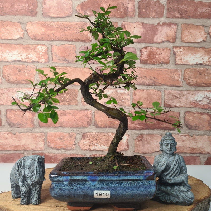 Chinese Elm (Ulmus Parvifolia) Bonsai Tree | Shaped | In 15cm Pot - Yorkshire Bonsai