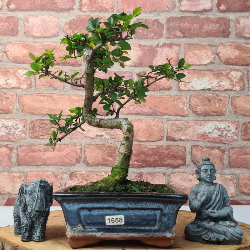 Chinese Elm (Ulmus Parvifolia) Bonsai Tree | Shaped | In 15cm Pot - Yorkshire Bonsai