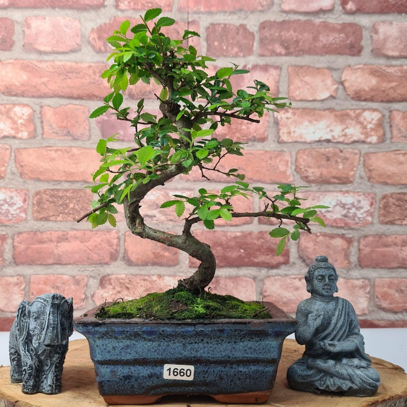 Chinese Elm (Ulmus Parvifolia) Bonsai Tree | Shaped | In 15cm Pot - Yorkshire Bonsai