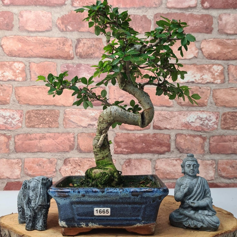 Chinese Elm (Ulmus Parvifolia) Bonsai Tree | Shaped | In 15cm Pot - Yorkshire Bonsai