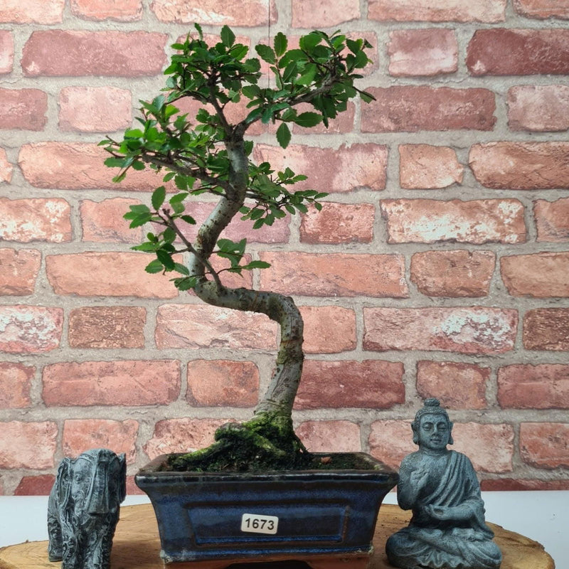 Chinese Elm (Ulmus Parvifolia) Bonsai Tree | Shaped | In 15cm Pot - Yorkshire Bonsai