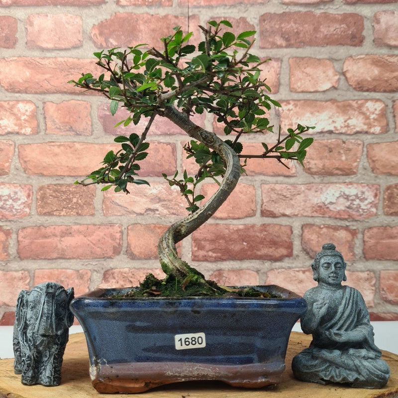 Chinese Elm (Ulmus Parvifolia) Bonsai Tree | Shaped | In 15cm Pot - Yorkshire Bonsai