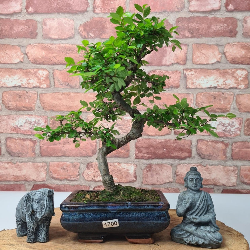 Chinese Elm (Ulmus Parvifolia) Bonsai Tree | Shaped | In 15cm Pot - Yorkshire Bonsai