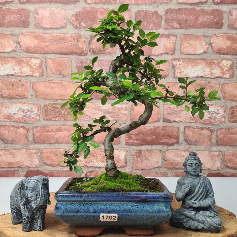 Chinese Elm (Ulmus Parvifolia) Bonsai Tree | Shaped | In 15cm Pot - Yorkshire Bonsai