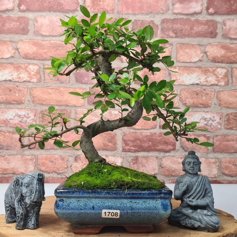 Chinese Elm (Ulmus Parvifolia) Bonsai Tree | Shaped | In 15cm Pot - Yorkshire Bonsai