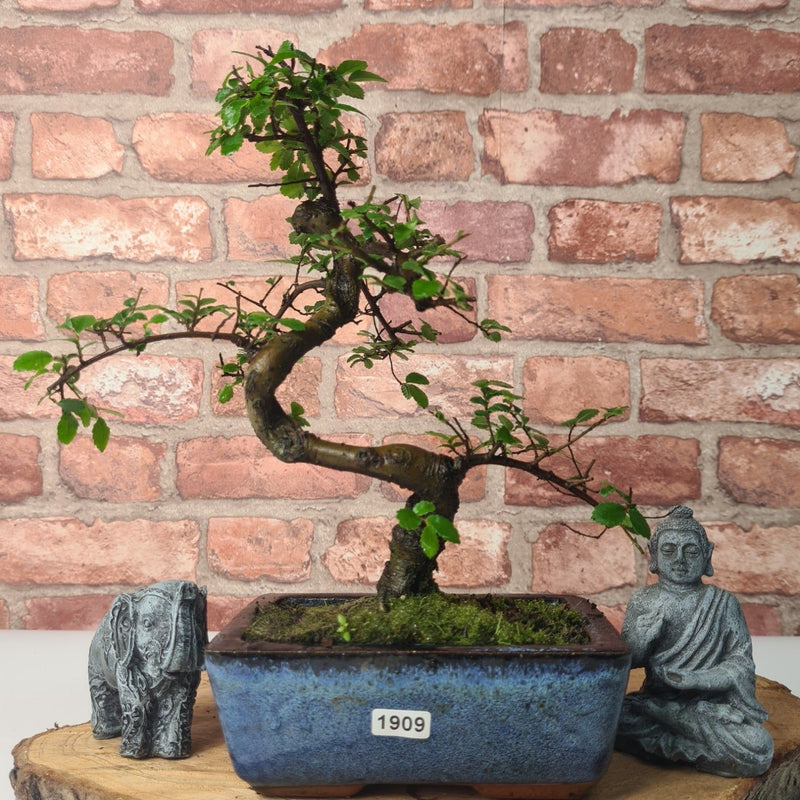 Chinese Elm (Ulmus Parvifolia) Bonsai Tree | Shaped | In 15cm Pot - Yorkshire Bonsai