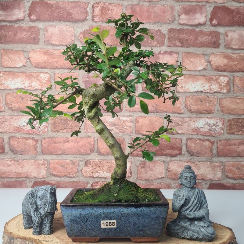 Chinese Elm (Ulmus Parvifolia) Bonsai Tree | Shaped | In 15cm Pot - Yorkshire Bonsai