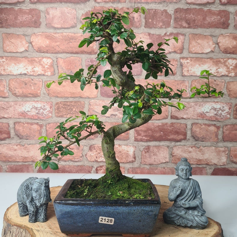 Chinese Elm (Ulmus Parvifolia) Bonsai Tree | Shaped | In 15cm Pot - Yorkshire Bonsai