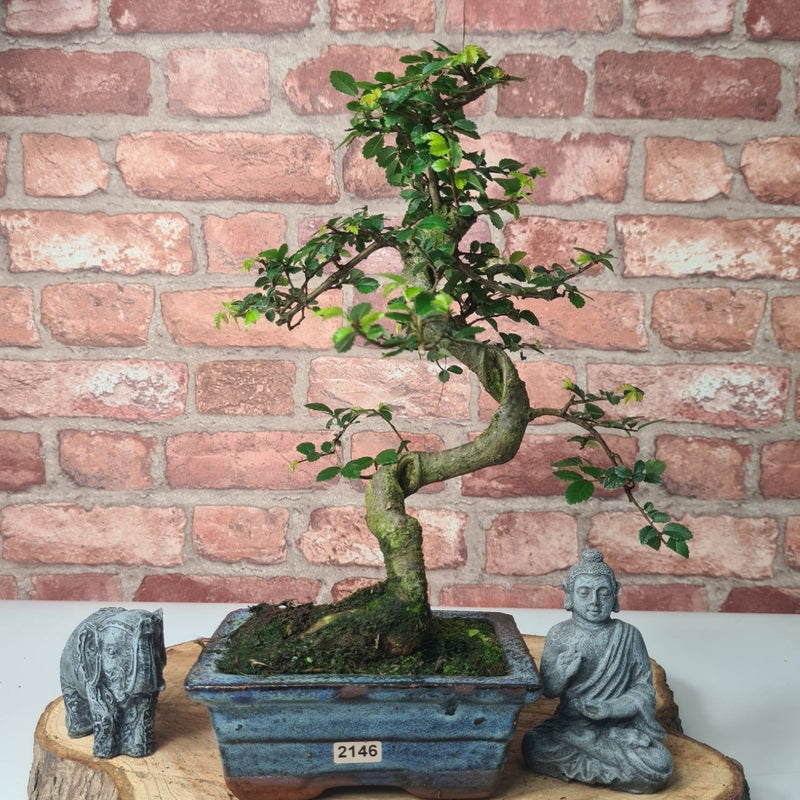 Chinese Elm (Ulmus Parvifolia) Bonsai Tree | Shaped | In 15cm Pot - Yorkshire Bonsai