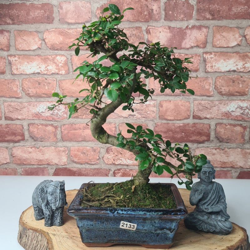 Chinese Elm (Ulmus Parvifolia) Bonsai Tree | Shaped | In 15cm Pot - Yorkshire Bonsai