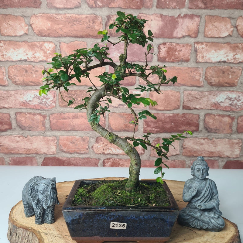 Chinese Elm (Ulmus Parvifolia) Bonsai Tree | Shaped | In 15cm Pot - Yorkshire Bonsai