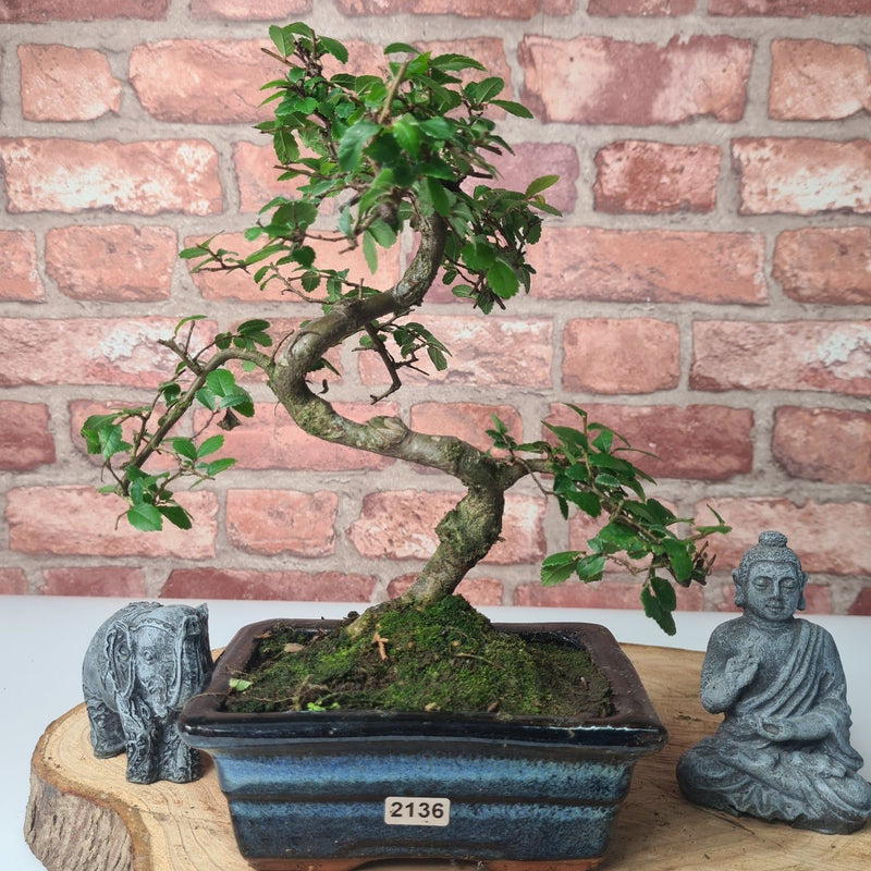 Chinese Elm (Ulmus Parvifolia) Bonsai Tree | Shaped | In 15cm Pot - Yorkshire Bonsai