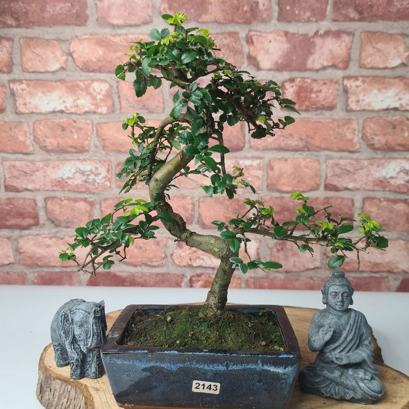 Chinese Elm (Ulmus Parvifolia) Bonsai Tree | Shaped | In 15cm Pot - Yorkshire Bonsai