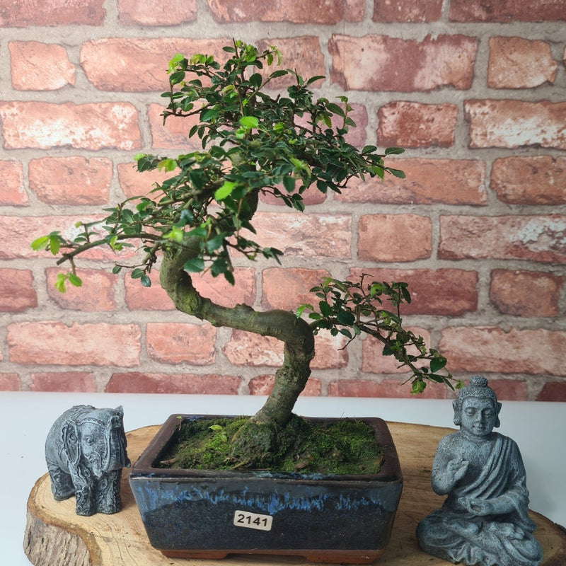 Chinese Elm (Ulmus Parvifolia) Bonsai Tree | Shaped | In 15cm Pot - Yorkshire Bonsai