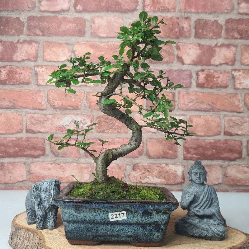 Chinese Elm (Ulmus Parvifolia) Bonsai Tree | Shaped | In 15cm Pot - Yorkshire Bonsai