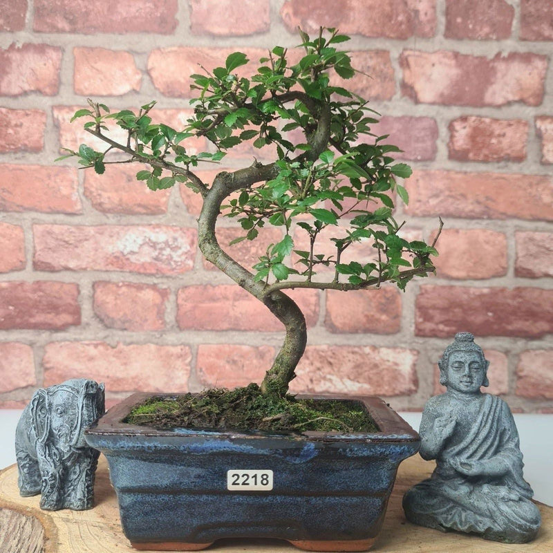 Chinese Elm (Ulmus Parvifolia) Bonsai Tree | Shaped | In 15cm Pot - Yorkshire Bonsai